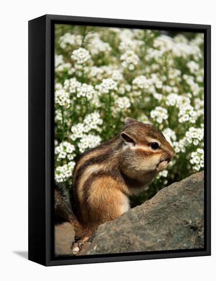 Chipmunk-null-Framed Premier Image Canvas