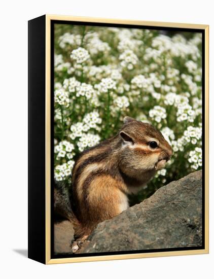 Chipmunk-null-Framed Premier Image Canvas