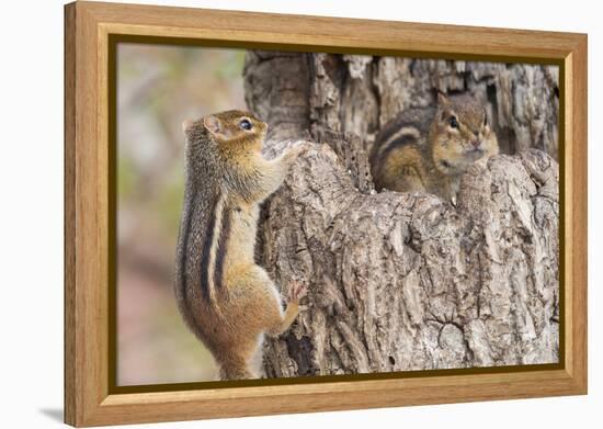 Chipmunk-Gary Carter-Framed Premier Image Canvas