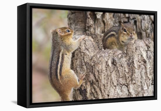 Chipmunk-Gary Carter-Framed Premier Image Canvas