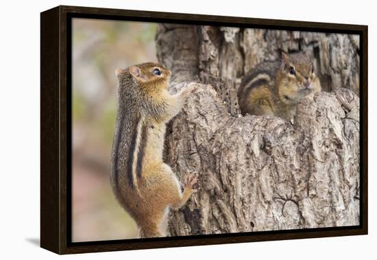 Chipmunk-Gary Carter-Framed Premier Image Canvas