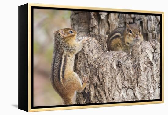 Chipmunk-Gary Carter-Framed Premier Image Canvas