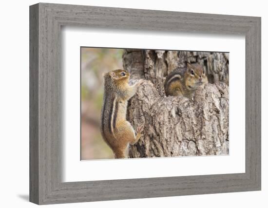 Chipmunk-Gary Carter-Framed Photographic Print