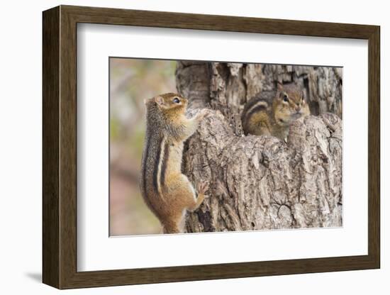 Chipmunk-Gary Carter-Framed Photographic Print