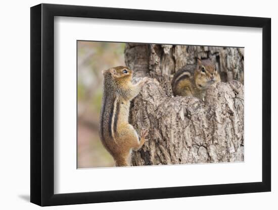 Chipmunk-Gary Carter-Framed Photographic Print