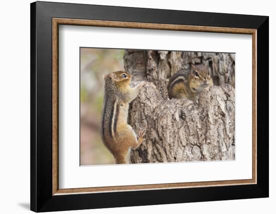 Chipmunk-Gary Carter-Framed Photographic Print