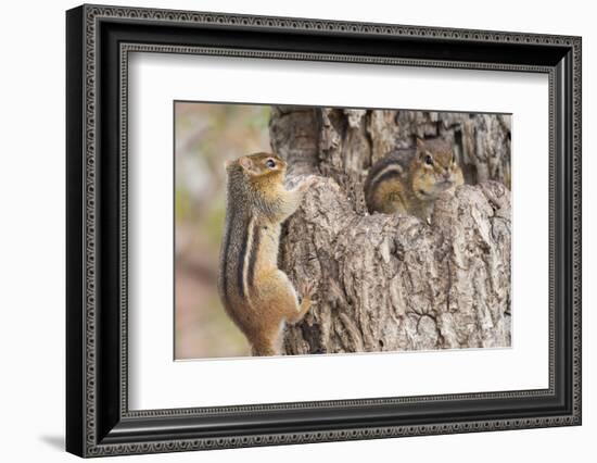 Chipmunk-Gary Carter-Framed Photographic Print