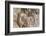 Chipmunk-Gary Carter-Framed Photographic Print