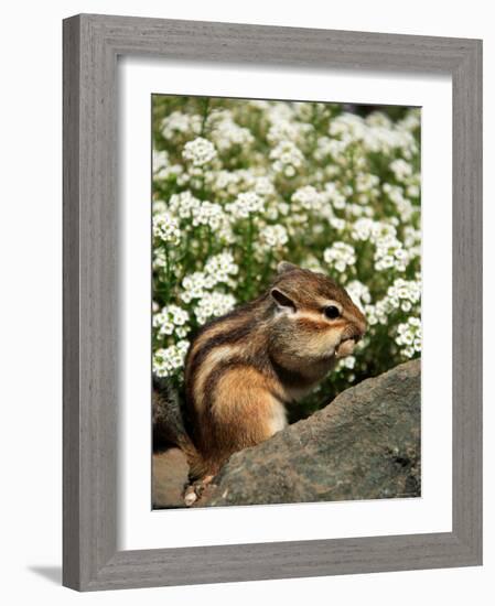 Chipmunk-null-Framed Photographic Print