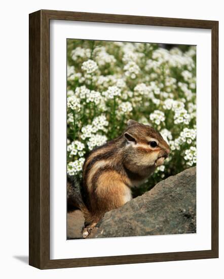 Chipmunk-null-Framed Photographic Print