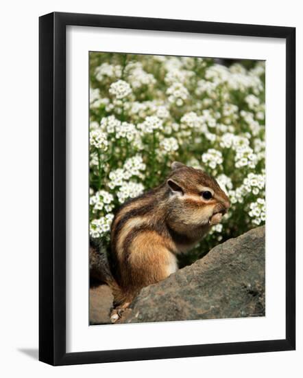 Chipmunk-null-Framed Photographic Print