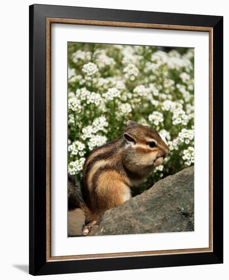 Chipmunk-null-Framed Photographic Print