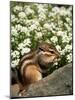 Chipmunk-null-Mounted Photographic Print