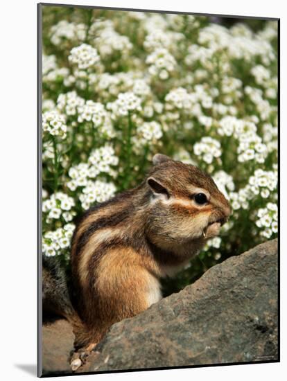 Chipmunk-null-Mounted Photographic Print