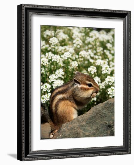 Chipmunk-null-Framed Photographic Print