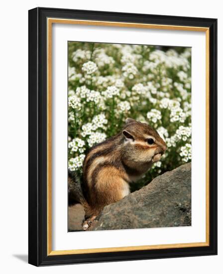 Chipmunk-null-Framed Photographic Print