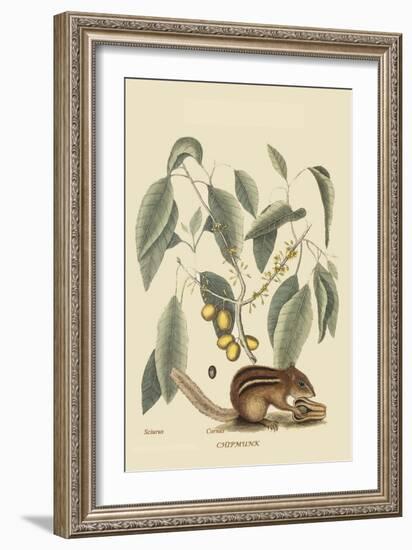 Chipmunk-Mark Catesby-Framed Art Print