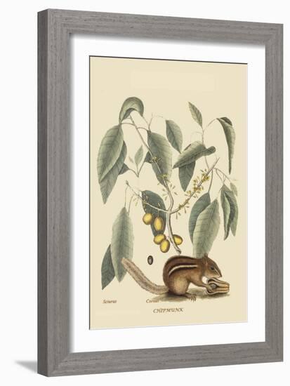 Chipmunk-Mark Catesby-Framed Art Print