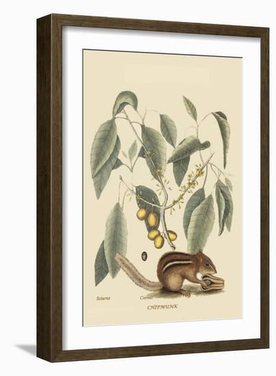 Chipmunk-Mark Catesby-Framed Art Print