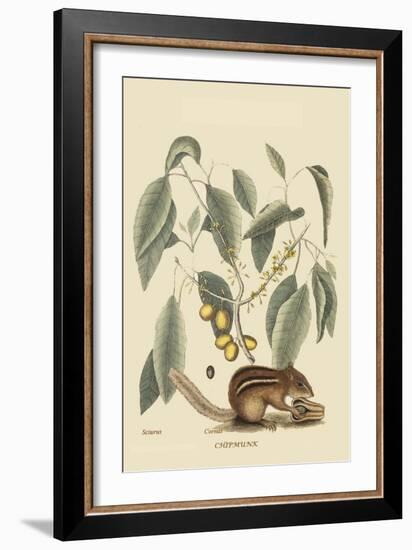 Chipmunk-Mark Catesby-Framed Art Print