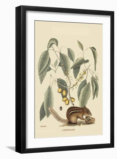 Chipmunk-Mark Catesby-Framed Art Print