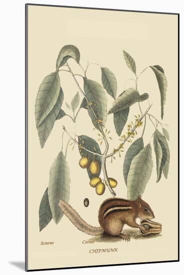 Chipmunk-Mark Catesby-Mounted Art Print