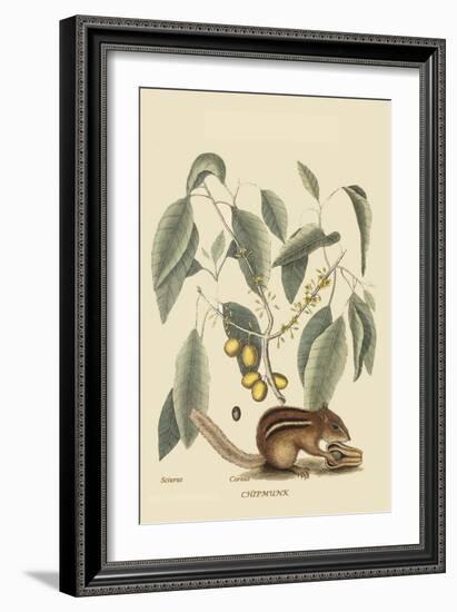 Chipmunk-Mark Catesby-Framed Art Print