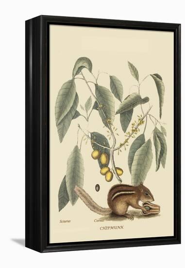 Chipmunk-Mark Catesby-Framed Stretched Canvas