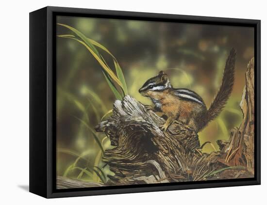 Chipmunk-William Vanderdasson-Framed Premier Image Canvas