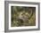 Chipmunk-William Vanderdasson-Framed Giclee Print