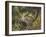 Chipmunk-William Vanderdasson-Framed Giclee Print