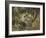 Chipmunk-William Vanderdasson-Framed Giclee Print