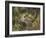 Chipmunk-William Vanderdasson-Framed Giclee Print