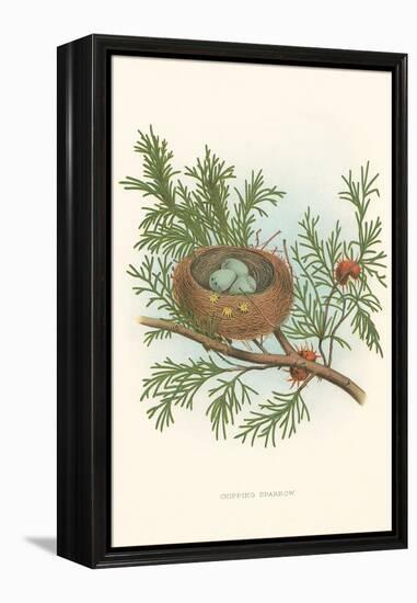 Chipping Sparrow Nest and Eggs-null-Framed Stretched Canvas