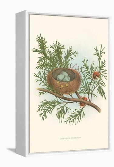 Chipping Sparrow Nest and Eggs-null-Framed Stretched Canvas