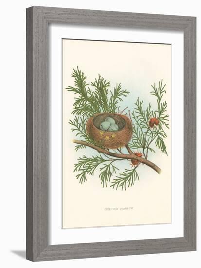 Chipping Sparrow Nest and Eggs-null-Framed Art Print