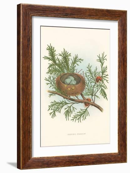 Chipping Sparrow Nest and Eggs-null-Framed Art Print