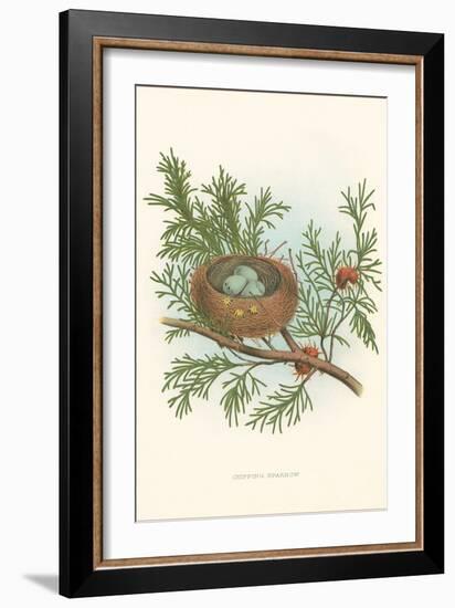 Chipping Sparrow Nest and Eggs-null-Framed Art Print