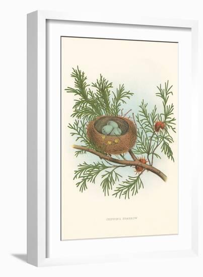 Chipping Sparrow Nest and Eggs-null-Framed Art Print