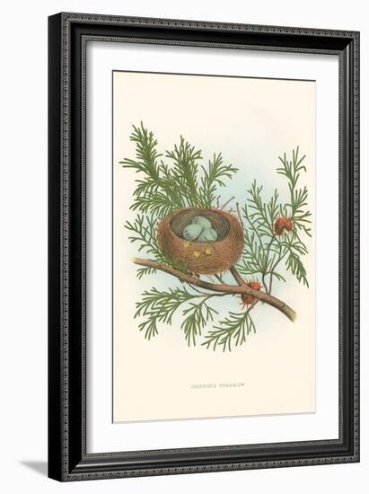 Chipping Sparrow Nest and Eggs-null-Framed Art Print