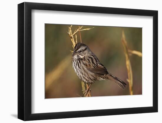 Chipping Sparrow on Twig-DLILLC-Framed Photographic Print