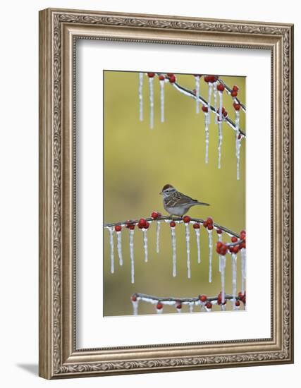 Chipping Sparrow perched on icy branch of Possum Haw Holly with berries, Hill Country, Texas, USA-Rolf Nussbaumer-Framed Photographic Print