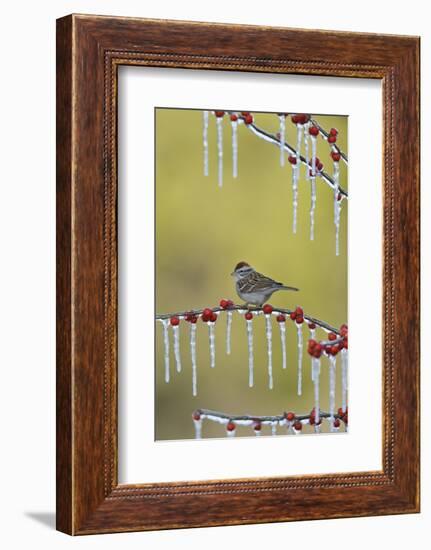 Chipping Sparrow perched on icy branch of Possum Haw Holly with berries, Hill Country, Texas, USA-Rolf Nussbaumer-Framed Photographic Print