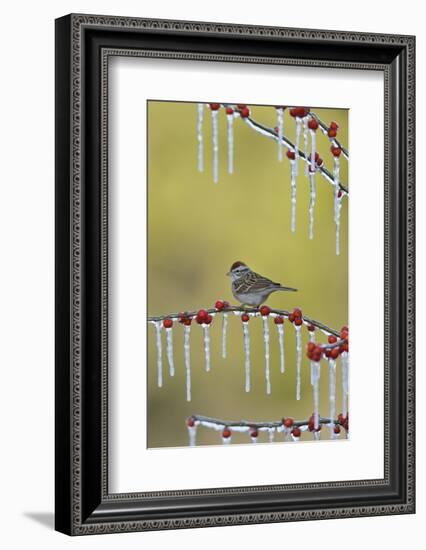 Chipping Sparrow perched on icy branch of Possum Haw Holly with berries, Hill Country, Texas, USA-Rolf Nussbaumer-Framed Photographic Print