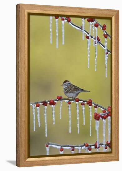 Chipping Sparrow perched on icy Possum Haw Holly, Hill Country, Texas, USA-Rolf Nussbaumer-Framed Premier Image Canvas