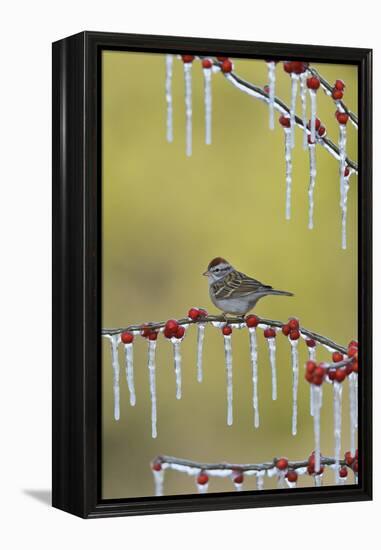 Chipping Sparrow perched on icy Possum Haw Holly, Hill Country, Texas, USA-Rolf Nussbaumer-Framed Premier Image Canvas