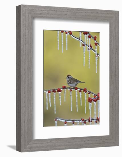 Chipping Sparrow perched on icy Possum Haw Holly, Hill Country, Texas, USA-Rolf Nussbaumer-Framed Photographic Print