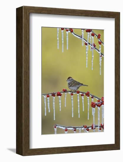 Chipping Sparrow perched on icy Possum Haw Holly, Hill Country, Texas, USA-Rolf Nussbaumer-Framed Photographic Print