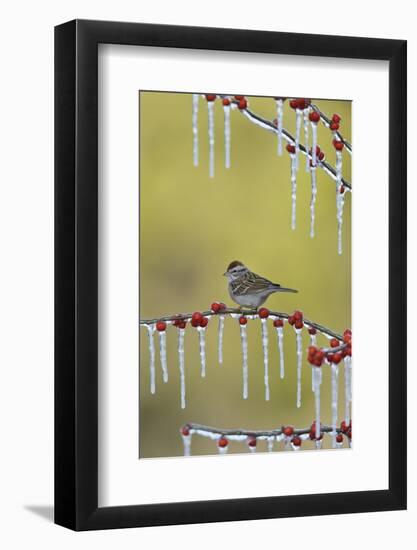 Chipping Sparrow perched on icy Possum Haw Holly, Hill Country, Texas, USA-Rolf Nussbaumer-Framed Photographic Print