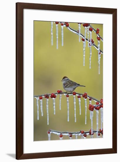 Chipping Sparrow perched on icy Possum Haw Holly, Hill Country, Texas, USA-Rolf Nussbaumer-Framed Premium Photographic Print